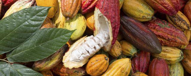 BCFM - Cultivation - Sustainable - Cocoa Horizons Foundation - cocoa pod (1)