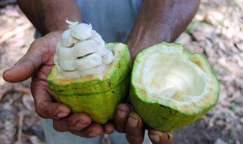 Cabosse Naturals - Wholefruit cocoa