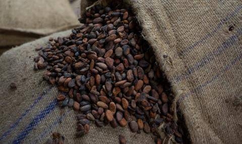 Indonesian cocoa beans
