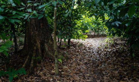 Barry Callebaut Nestlé partner large-scale agroforestry project Cote Ivoire