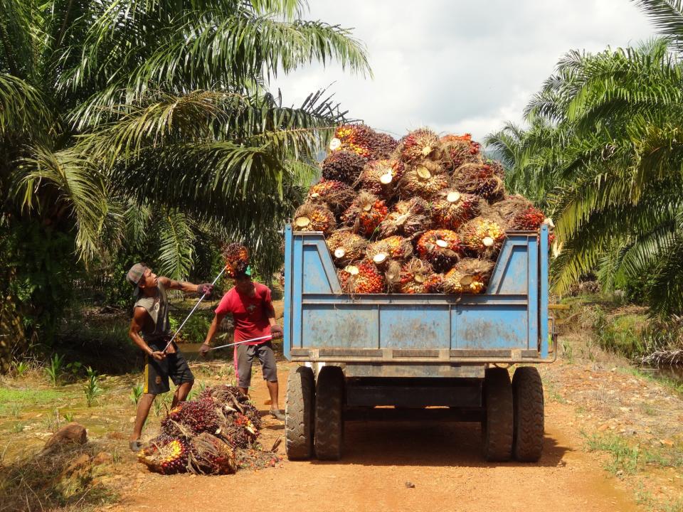 sustainable ingredients - palm oil