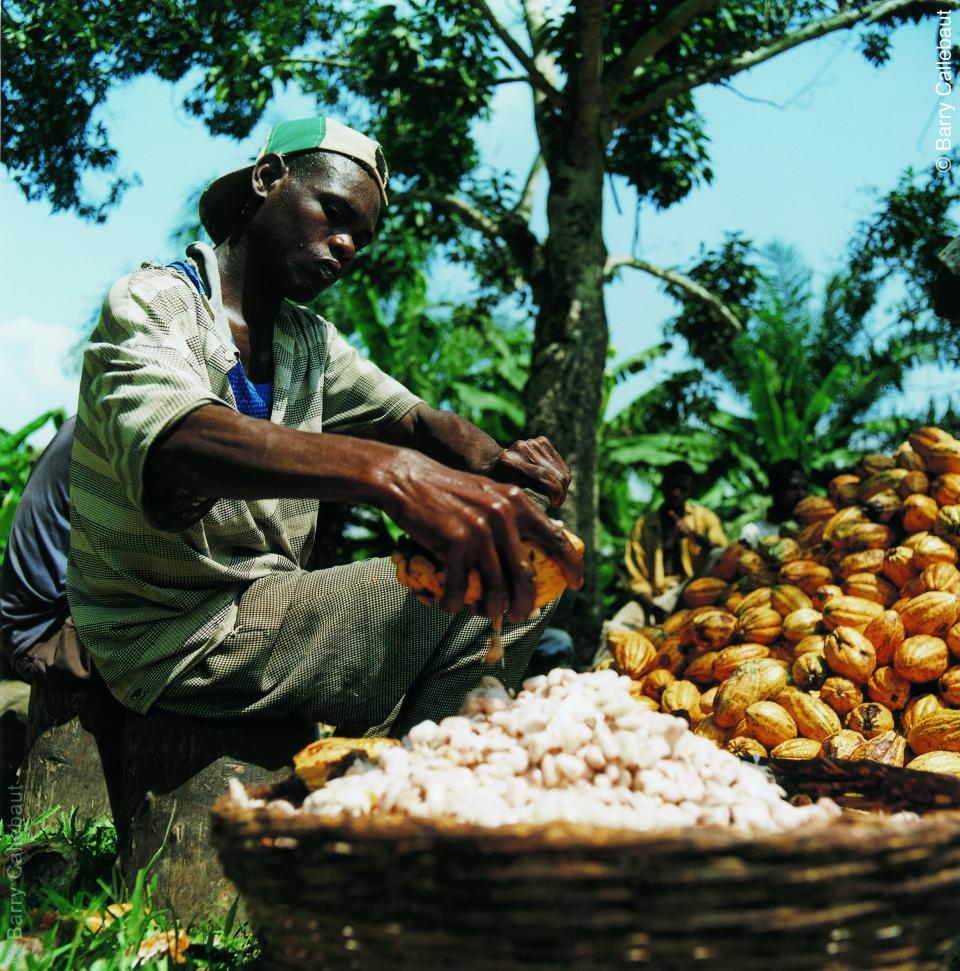 Vanilla farmer harvesting Madagascar