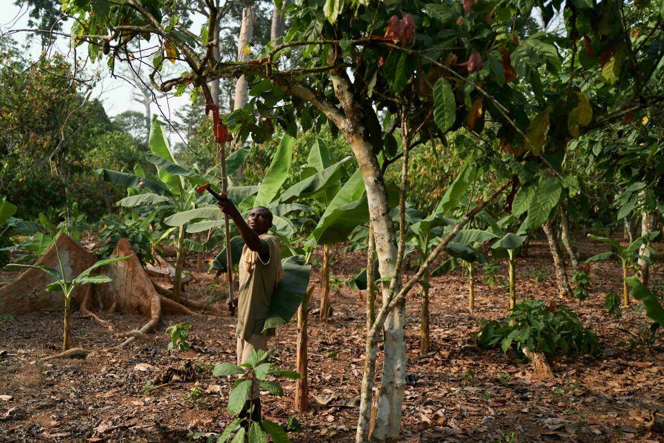 Farmer training: cocoa tree pruning