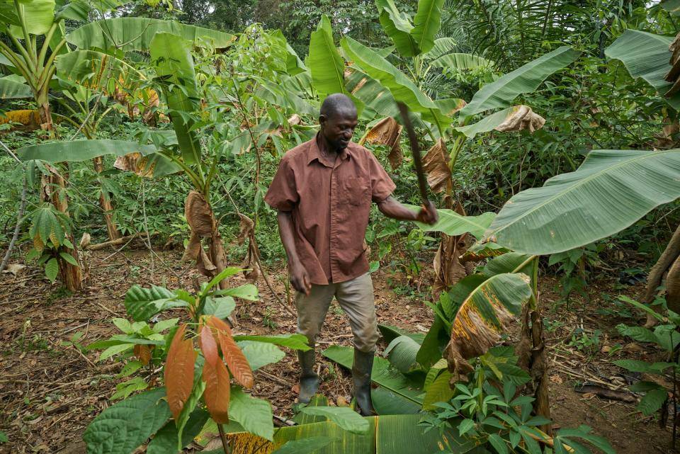 underplanted cocoa seedlings cocoa farm