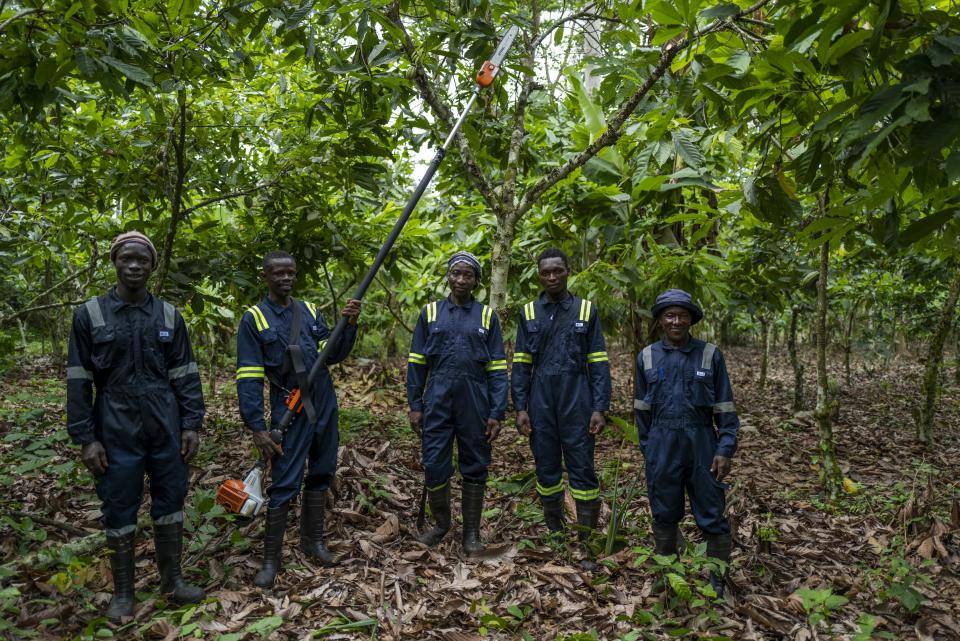 pre-harvest activities cocoa yield Ghana Ivory Coast