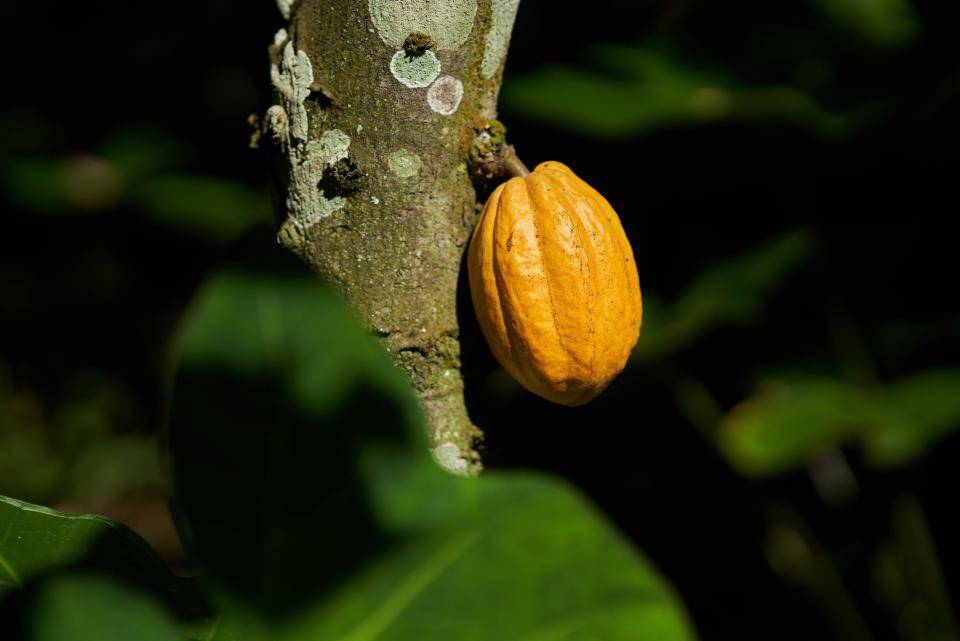 sustainable cocoa barry callebaut