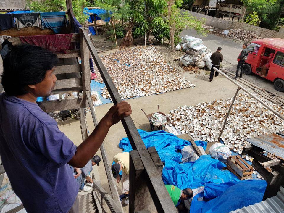 Coconut farmer looking over at his coconut harvest at West Sulawesi Indonesia.jpg 
