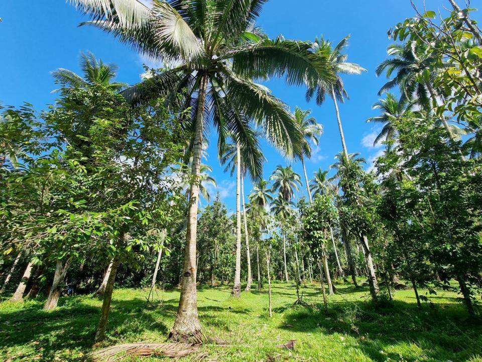 Coconut plantation in Davao region, Philippines