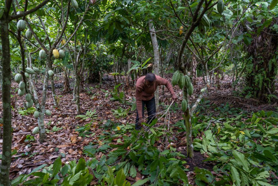 farm investment impact cocoa yield