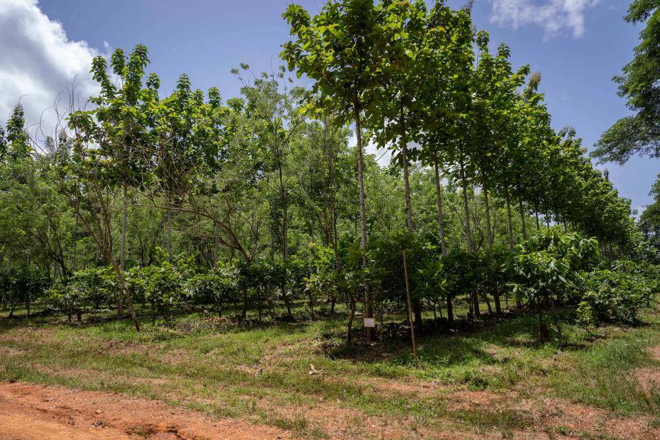 Agroforestry Barry Callebaut