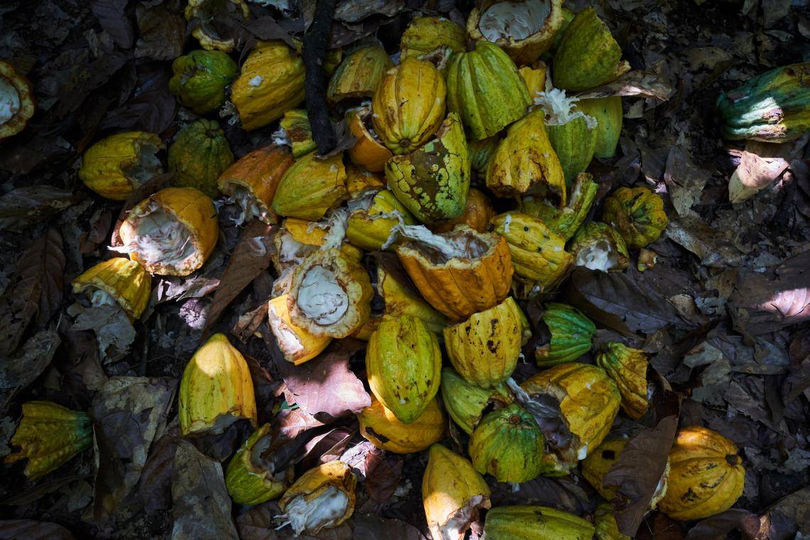 At farm level, agricultural residues such as cocoa pod husks or pruning material will be trialed to create biochar.
