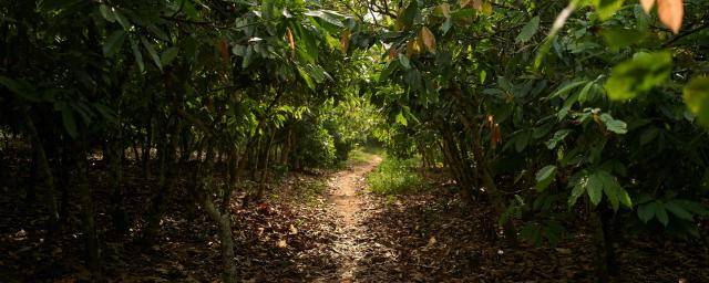 Why the future of chocolate depends on healthy forests