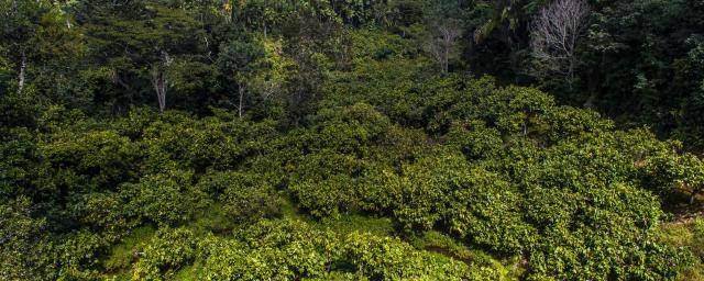 Barry Callebaut corporate action and transparency on deforestation