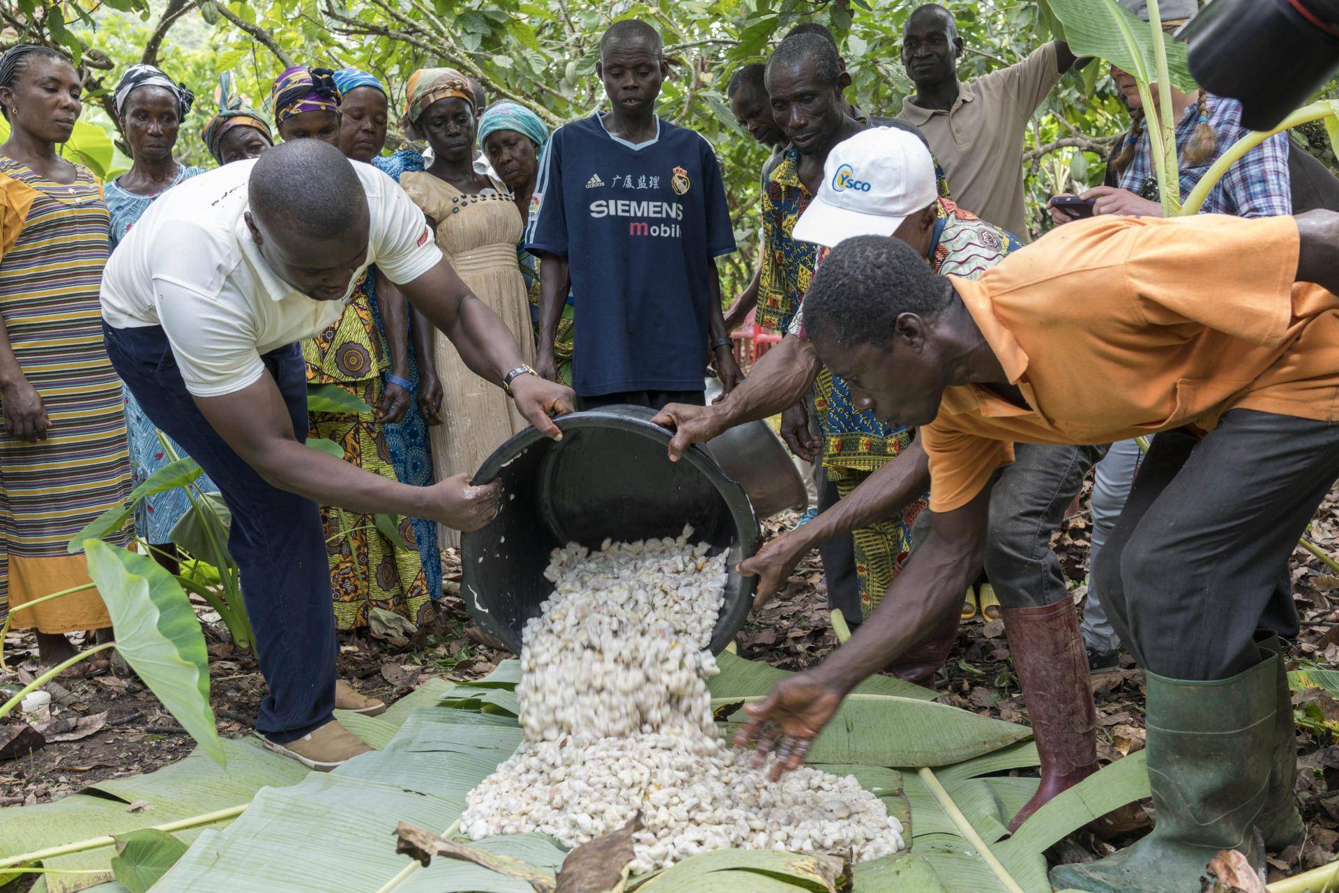 Cocoa farmers in Ghana