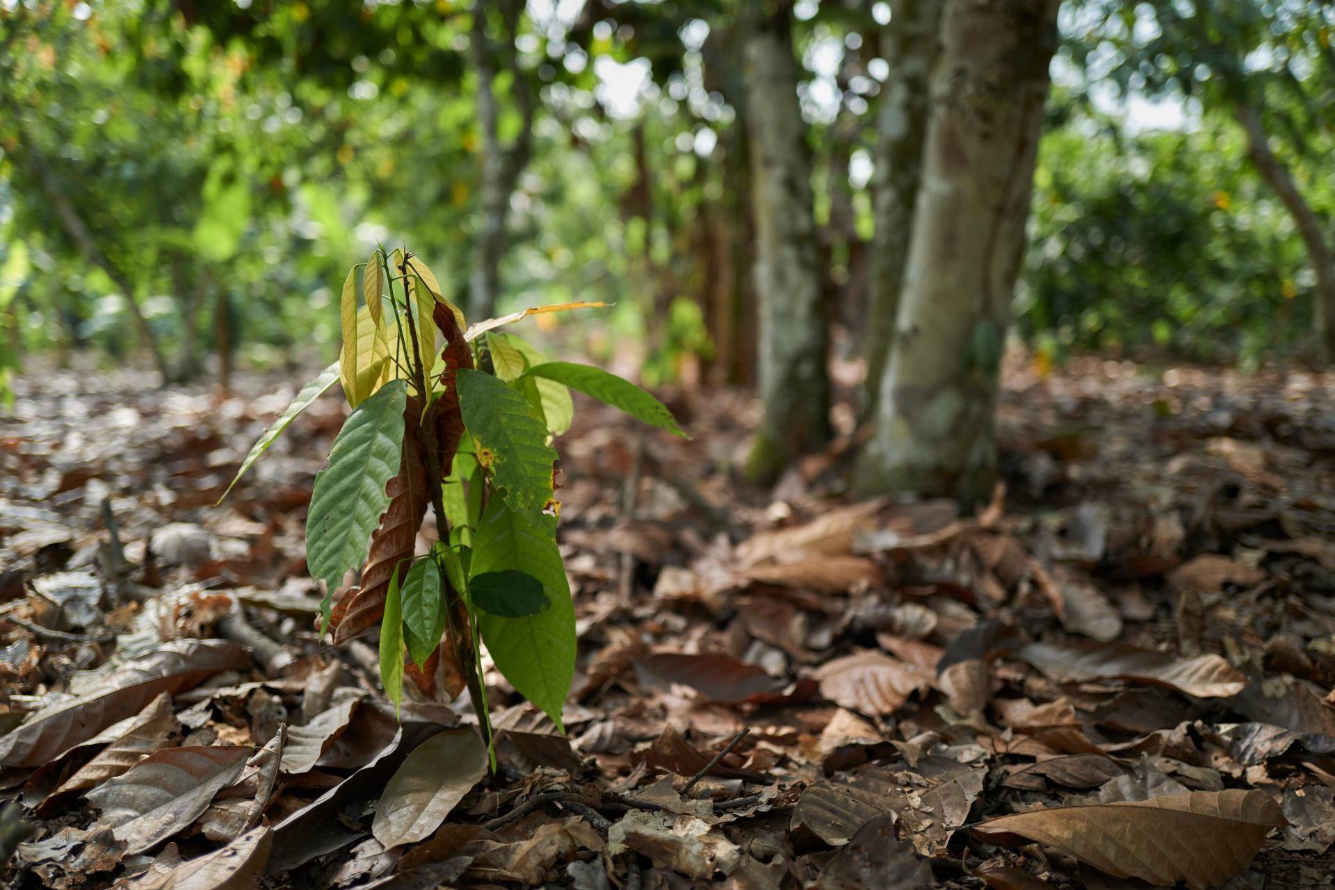 Sustainable cocoa requires biodiversity