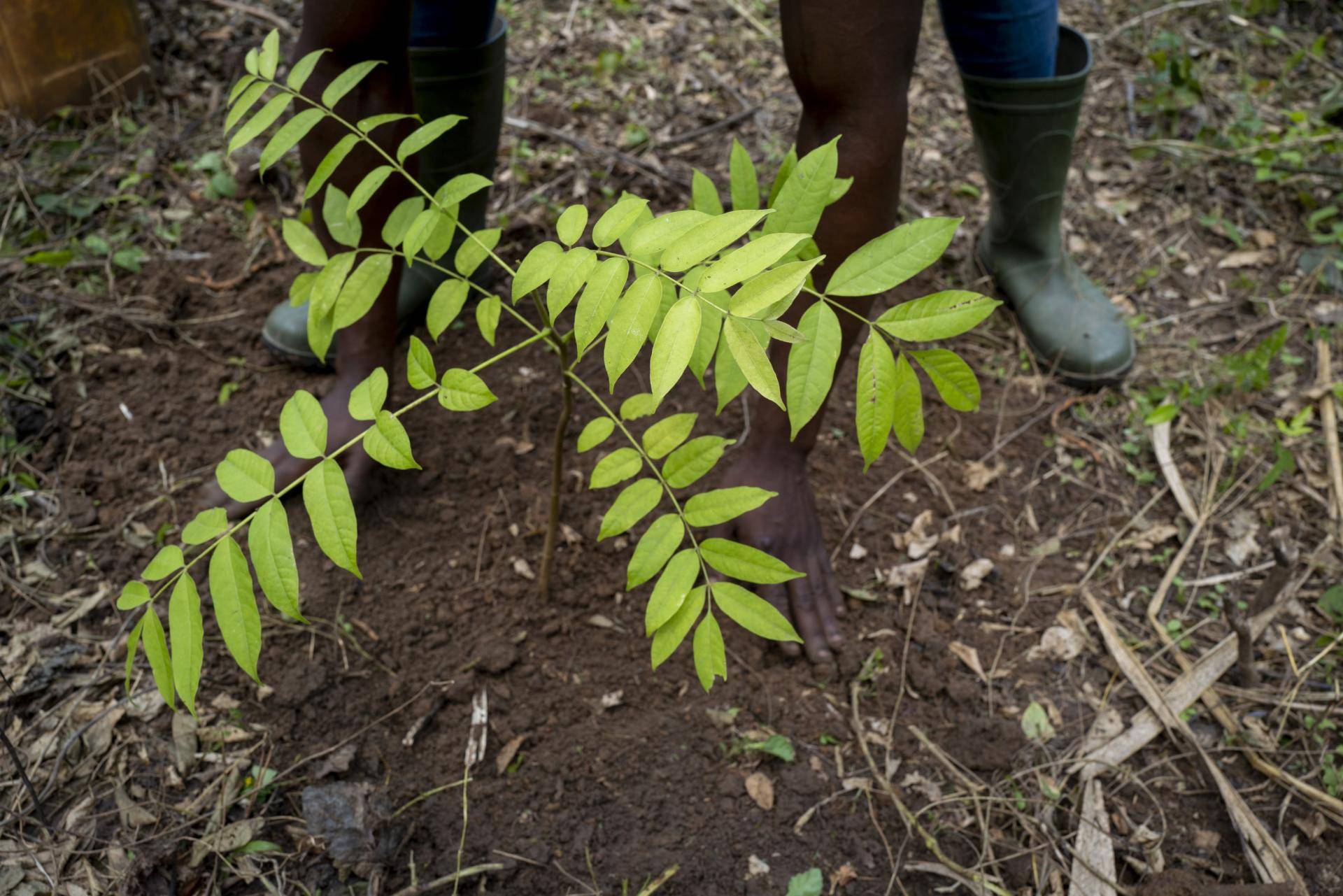 Reforesting the AGBO 2 Forest, Côte d’Ivoire 