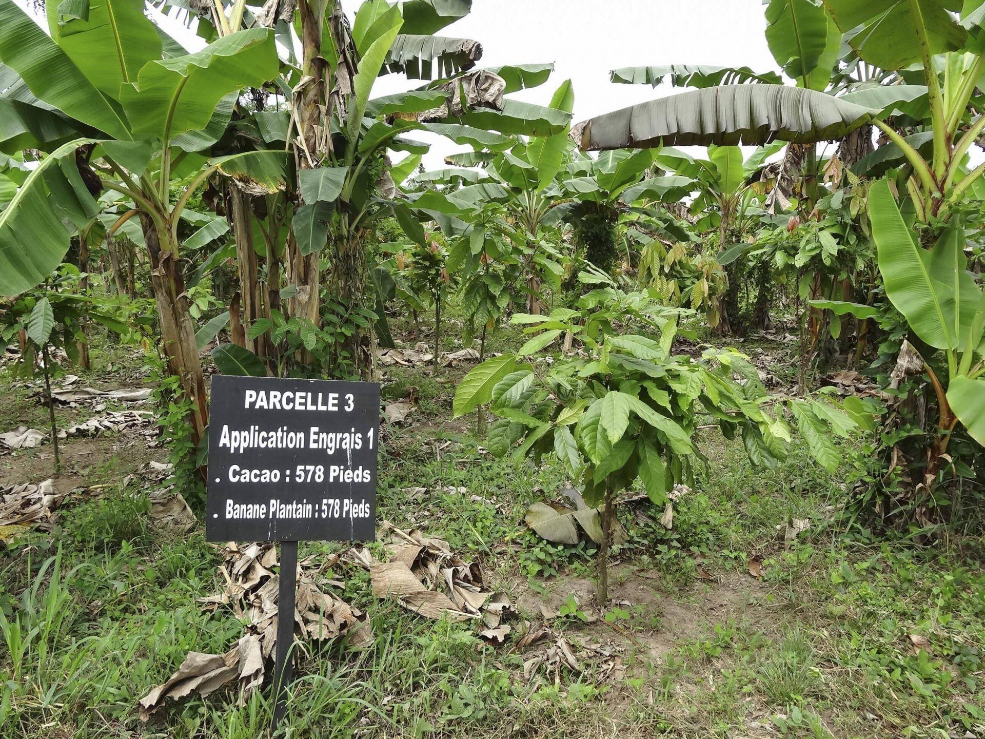 Barry Callebaut breaks ground at its *irst Center of Cocoa Excellence in West Africa