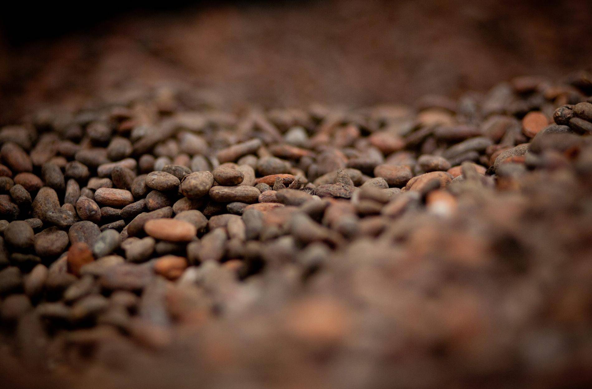 New study shows antidepressant properties of cocoa flavanols