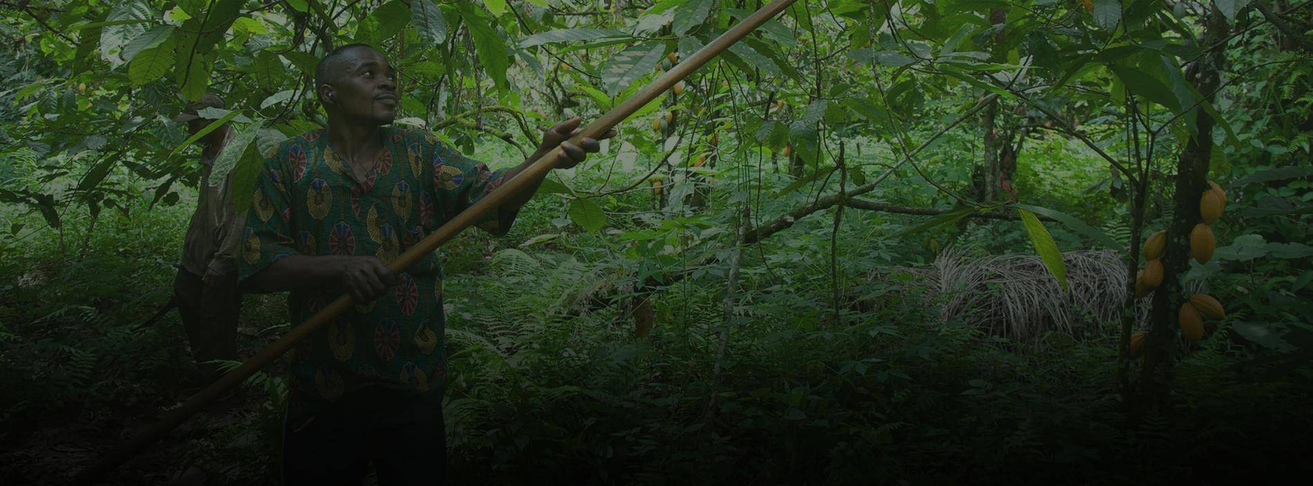 Cocoa Farming where our cocoa journey starts