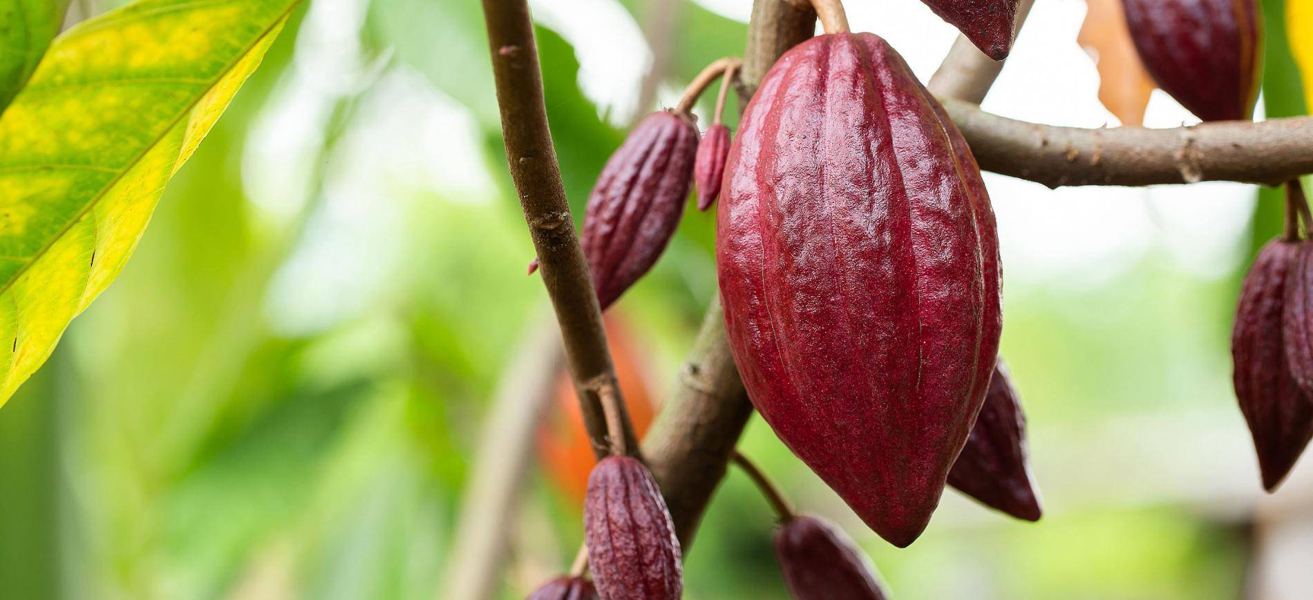 Barry Callebaut reveals the 4th type of chocolate: Ruby