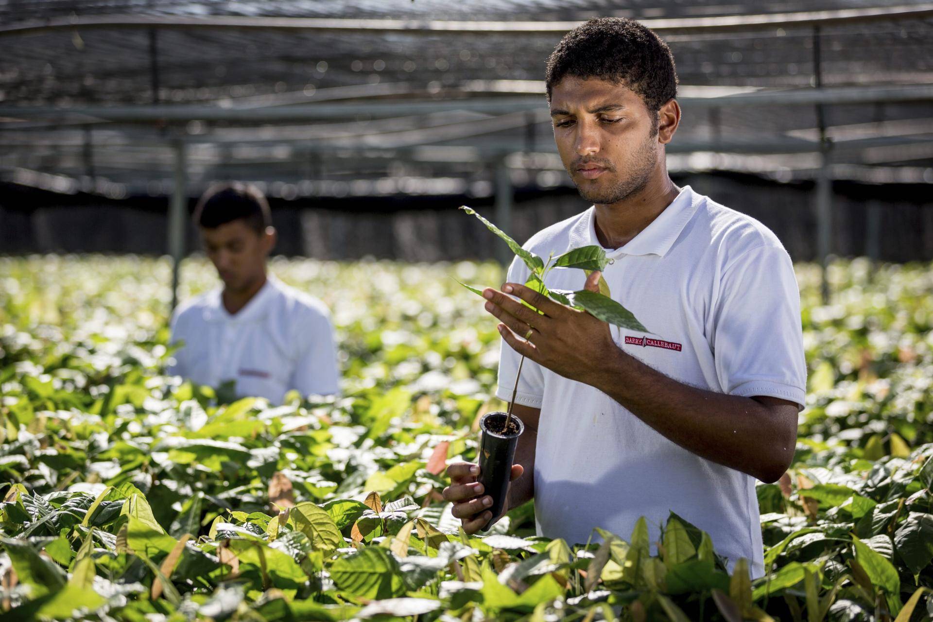 Boosting cocoa cultivation Brazil
