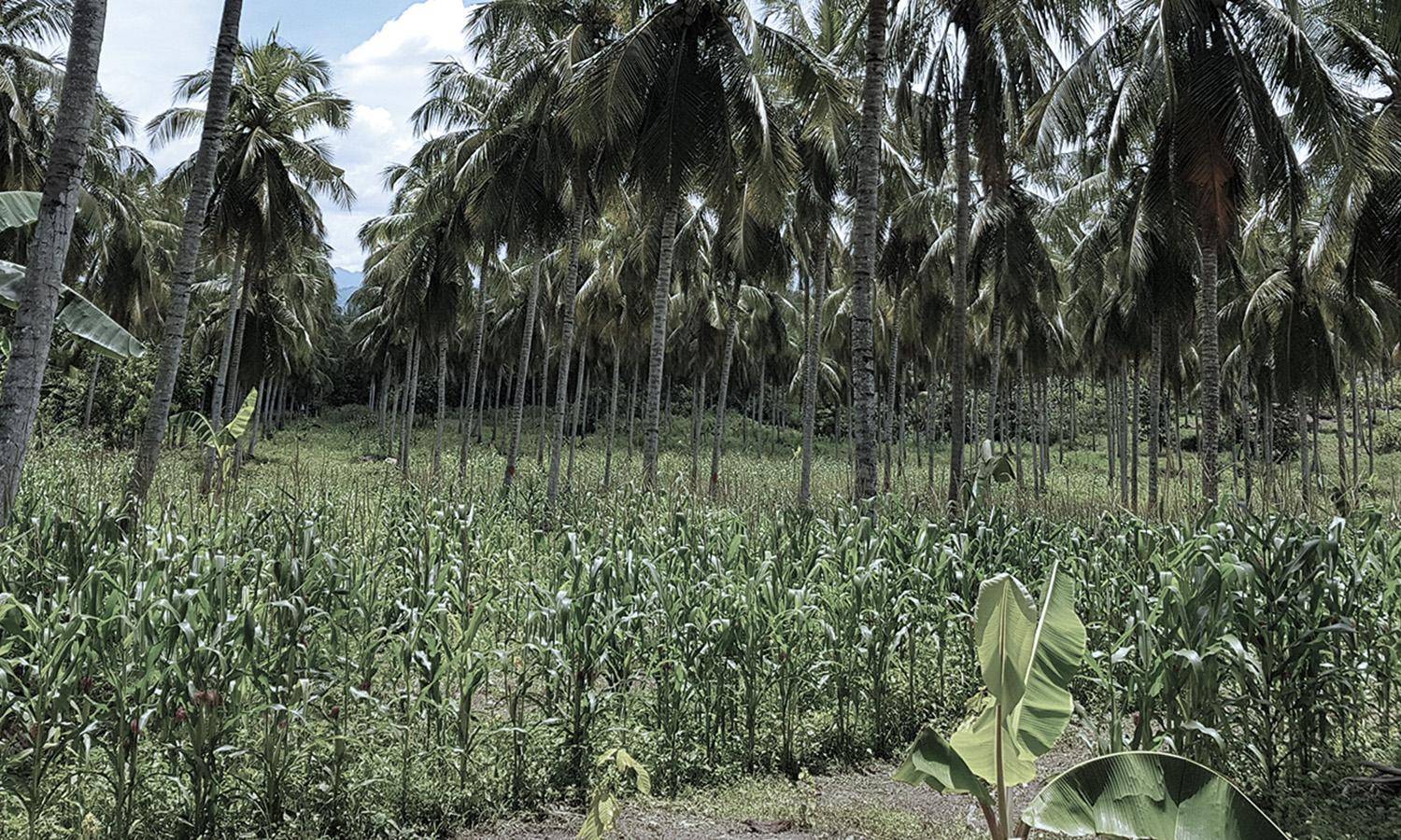 coconut farming