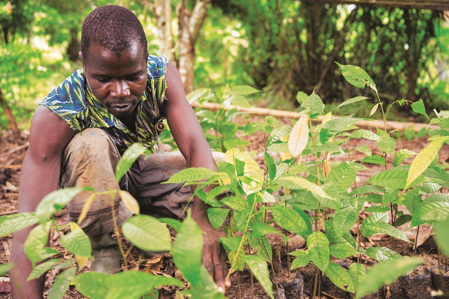 Farmer at cocoa nursery