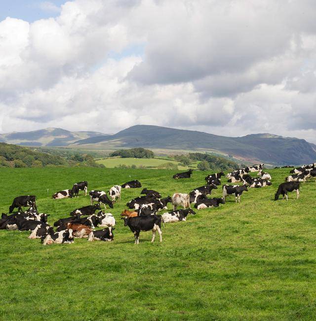 Dairy