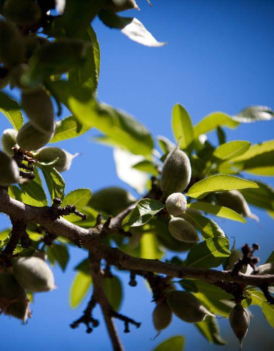 Almond tree