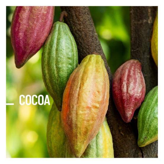 Cocoa Pods