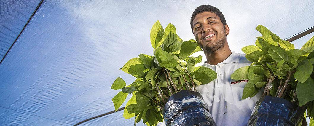 Cocoa Farming