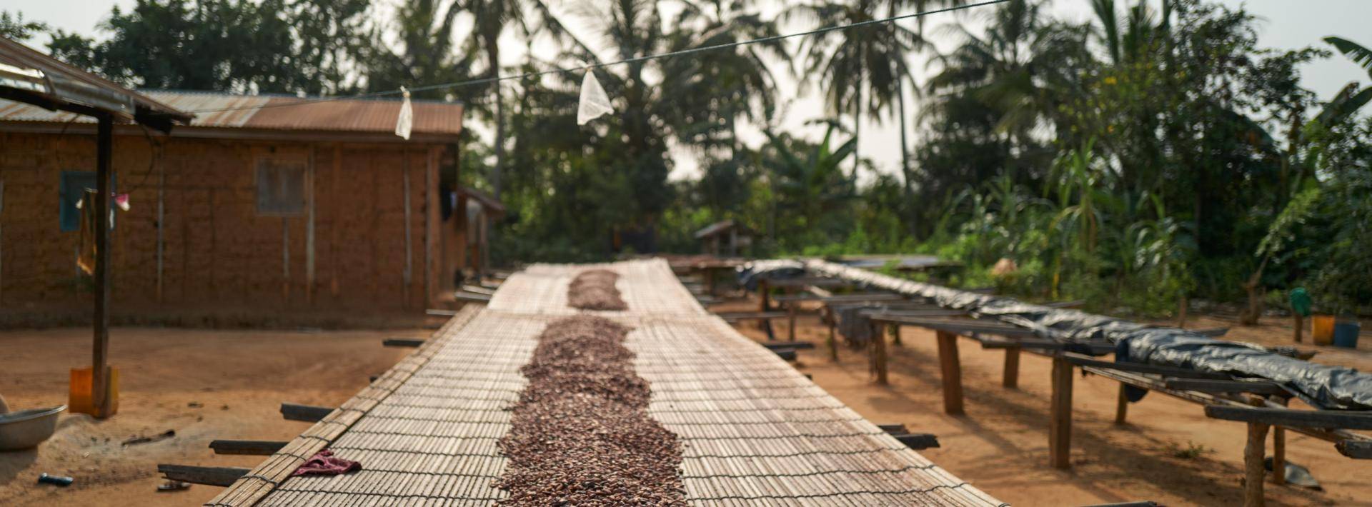 Cocoa beans drying under the sun