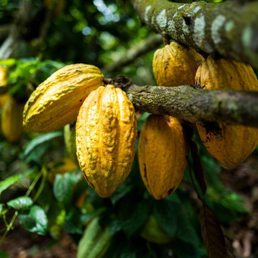 cocoa pods