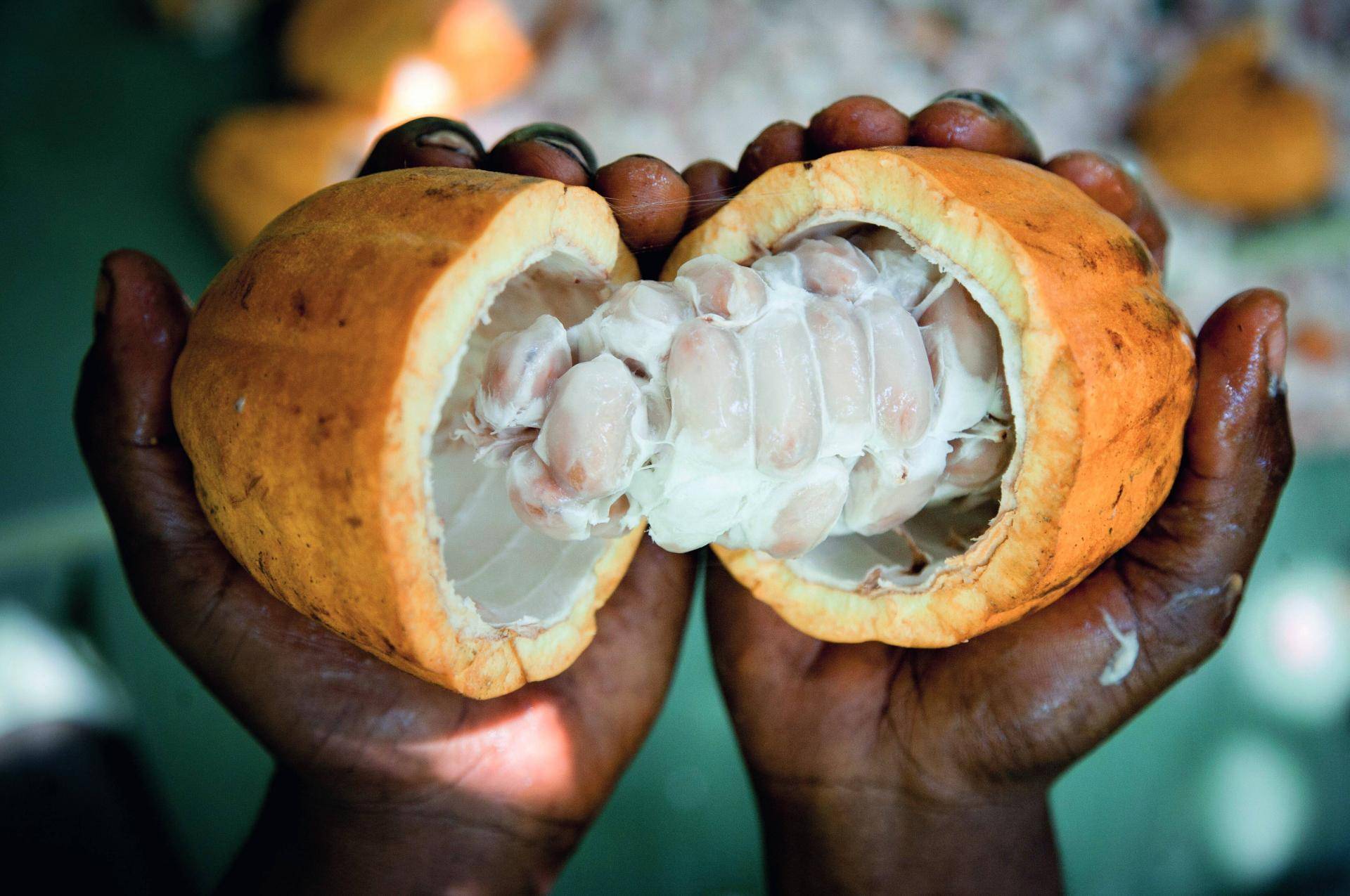 open cocoa pod