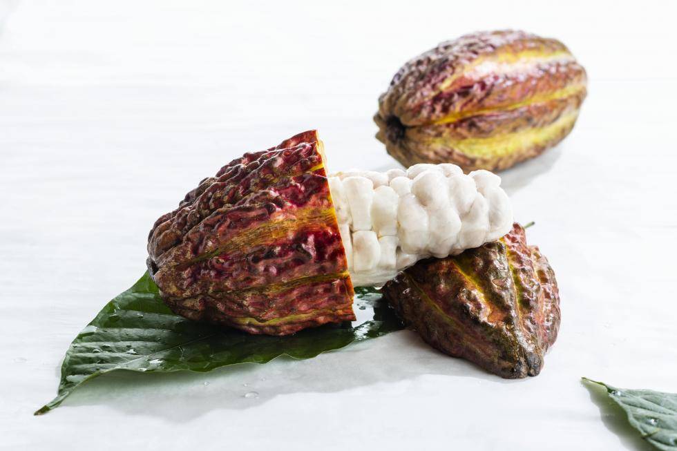 cacao fruit opened