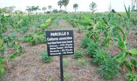 Cocoa Center of Excellence
