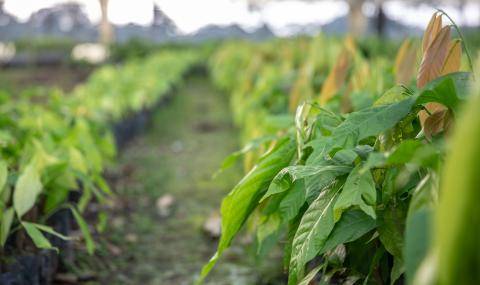 Thriving Nature - Barry Callebaut