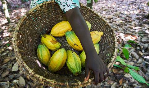 Cocoa fruit - Barry Callebaut