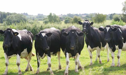 FAI_Cows looking at camera
