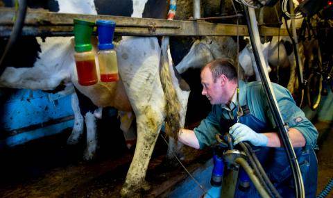 FAI_Milking-cow