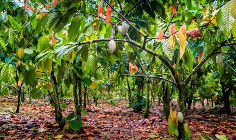 Cabosse Naturals - Upcycled Food Association