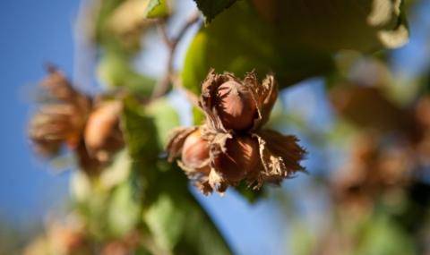 Nuts Piemonte