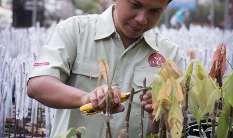 Cocoa Horizons in Indonesia