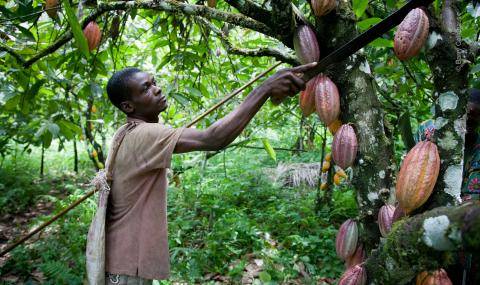 Cocoa Farmer