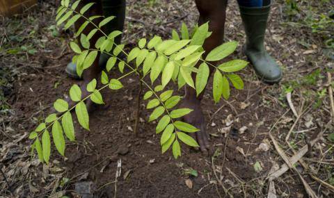 Agbo 2 Forest restoration project in Côte d'Ivoire