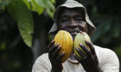 Cocoa farmer showing cocoa pods