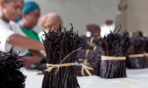 Packing vanilla in Madagascar