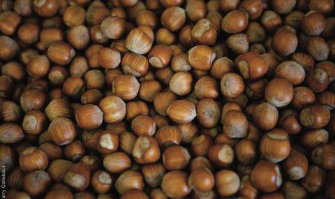 La Morella Nuts - Organic hazelnuts