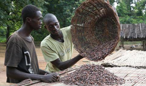 The Barry Callebaut Group – Chocolate Sustainability Report 2014/15 - farmers drying beans