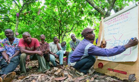 Cocoa Horizons - Cocoa farmer education at field school